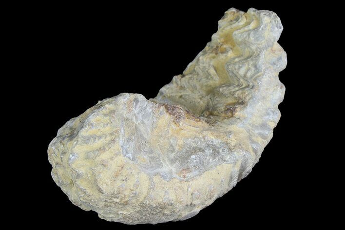 Cretaceous Fossil Oyster (Rastellum) - Madagascar #177721